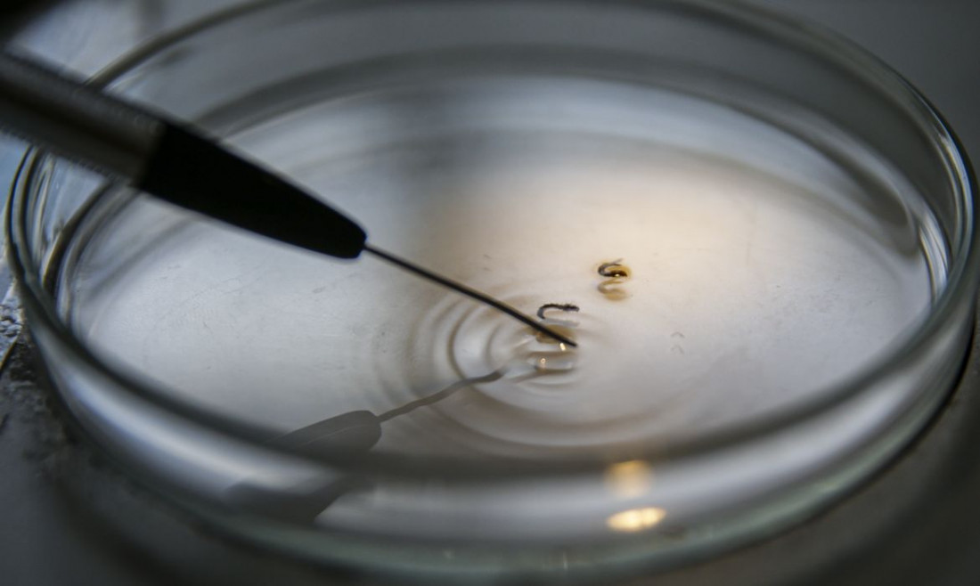 Brasil supera 1 mil mortes por dengue este ano 