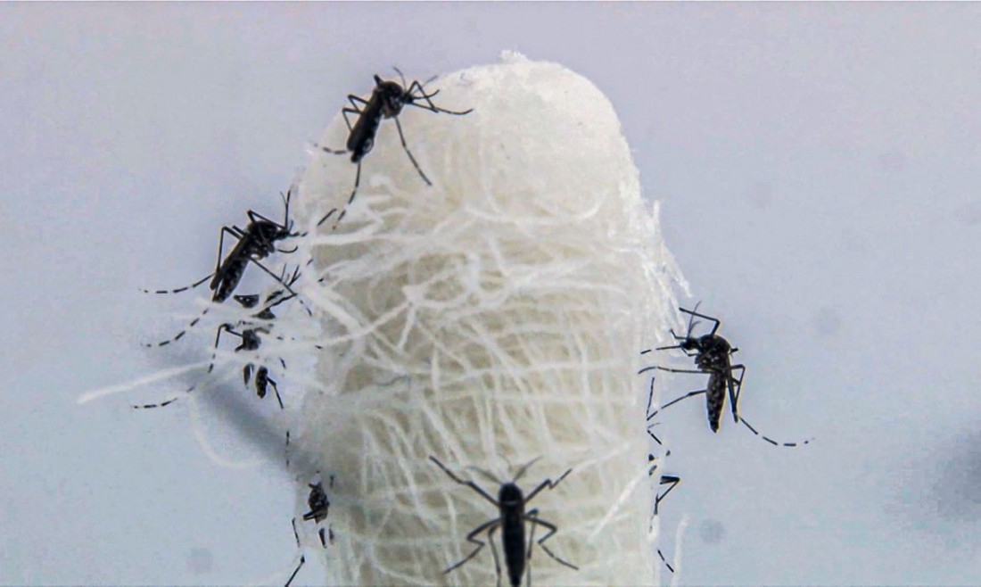 Casos de dengue entram em queda no estado do Rio