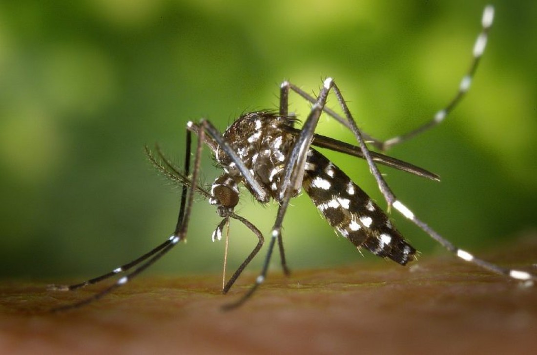 Aedes Aegypti é o mosquito transmissor da doença