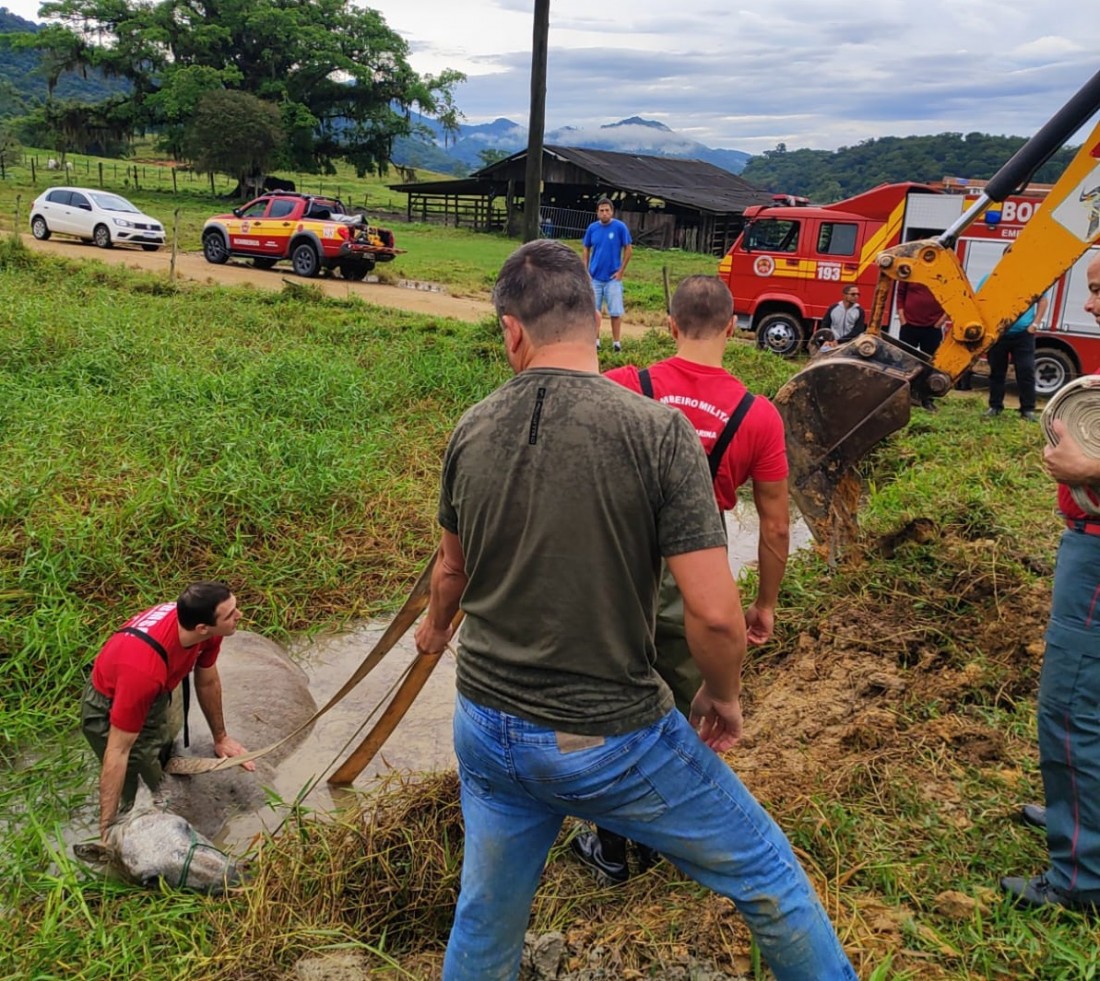 Bombeiros utilizaram técnicas para o resgate do animal