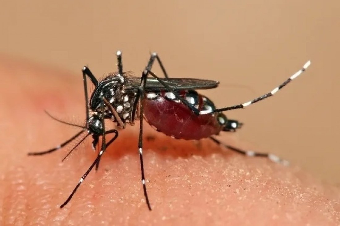 Aedes Aegypti é o mosquito transmissor da doença