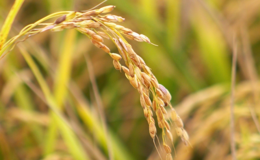 Produtores garantem que não haverá desabastecimento nem aumento de preço