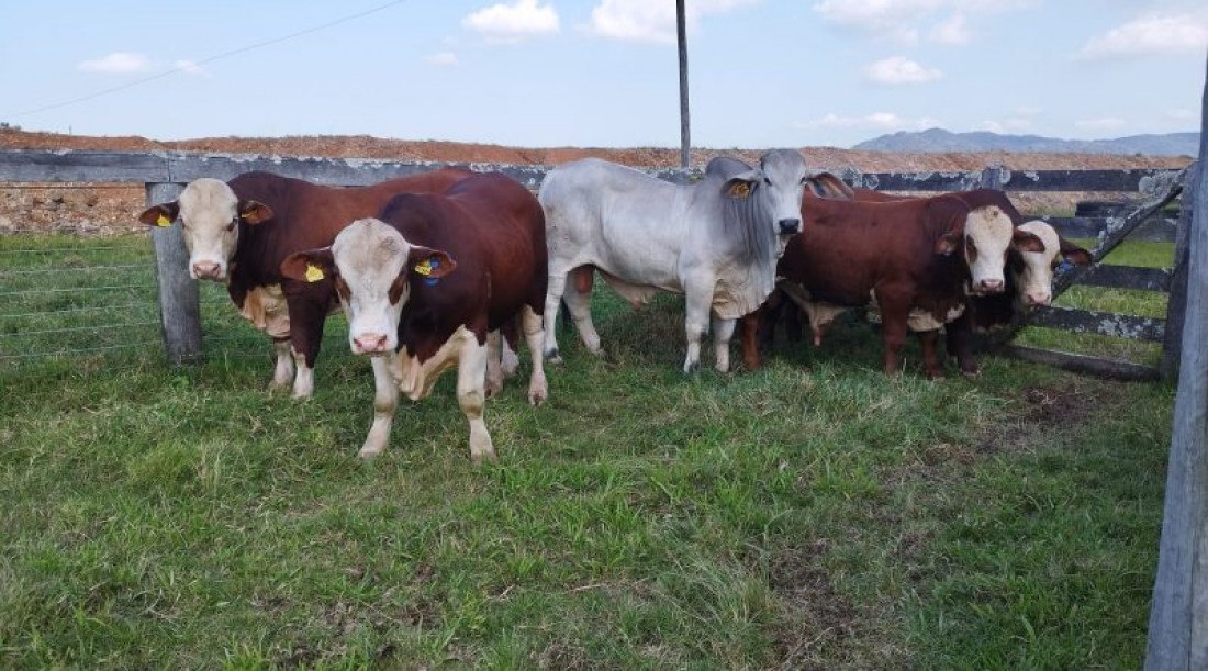 Bovinocultura em Gaspar