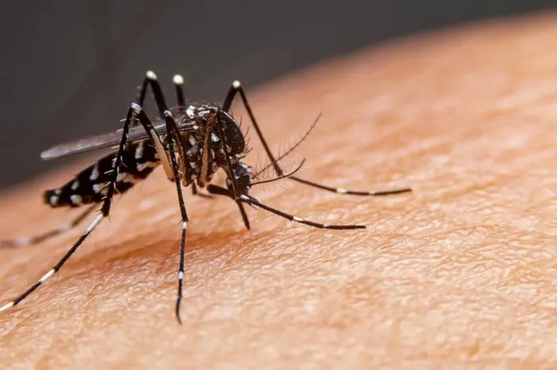 Blumenau registra dois novos óbitos por Dengue
