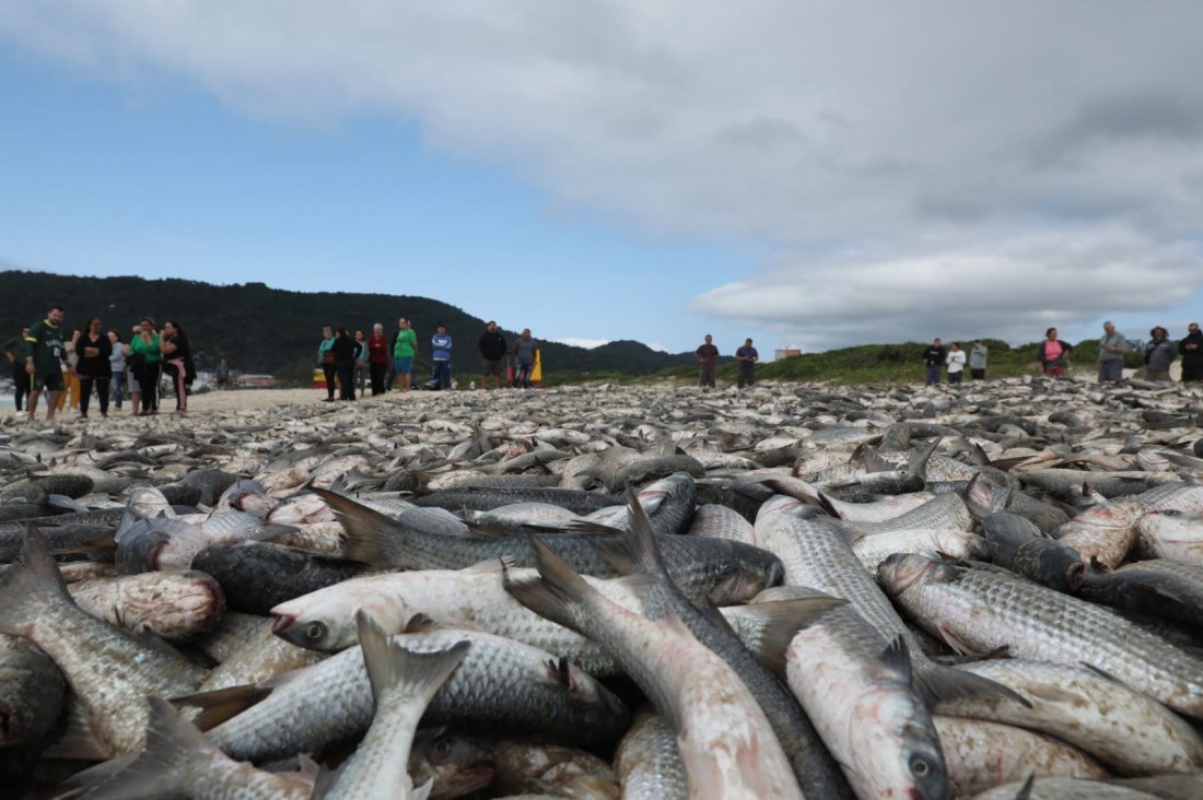 Pesca de Tainha quebra recorde em 2024