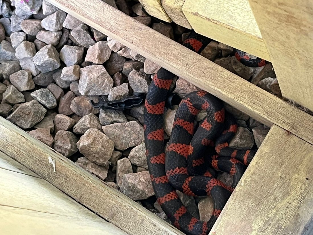 A cobra estava em uma casinha de madeira