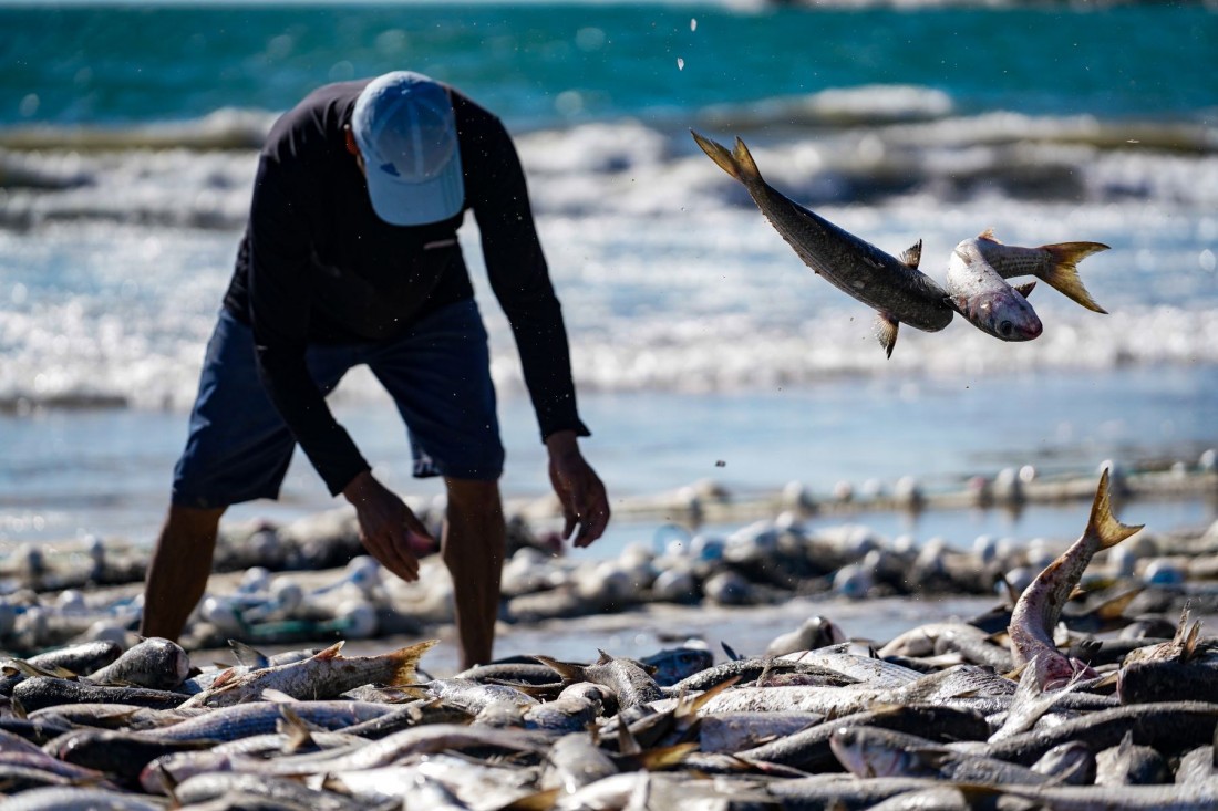 Abundância do pescado em Santa Catarina