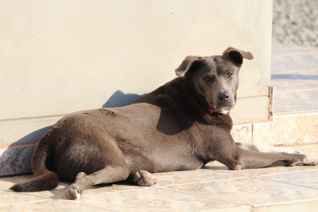 Castração e adoção estão entre as principais ações da Diretoria de Bem-Estar Animal