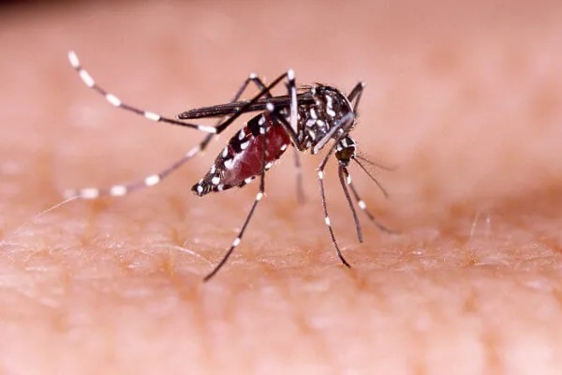 285 dos 295 municípios de SC registraram casos de dengue em 2024