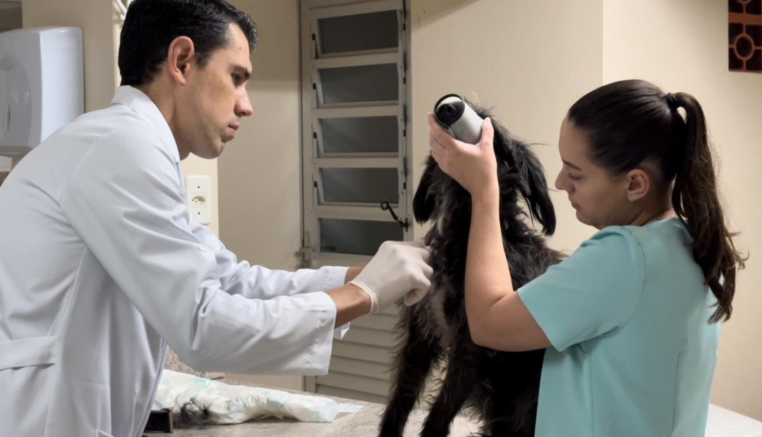 Prefeitura disponibilizará 600 inscrições para castração e microchipagem de cadelas e gatas
