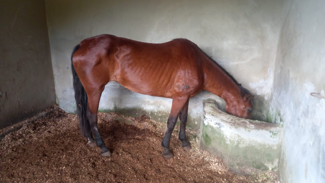Animais foram atacados por abelhas na manhã de quarta-feira (13), no Gaspar Mirim