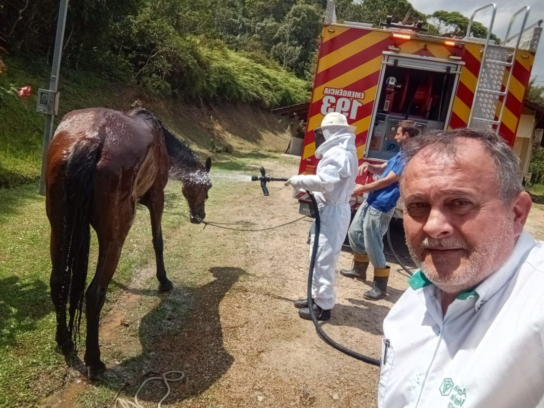 Veterinário Adilson Schmitt atendeu os animais logo após o ataque das abelhas