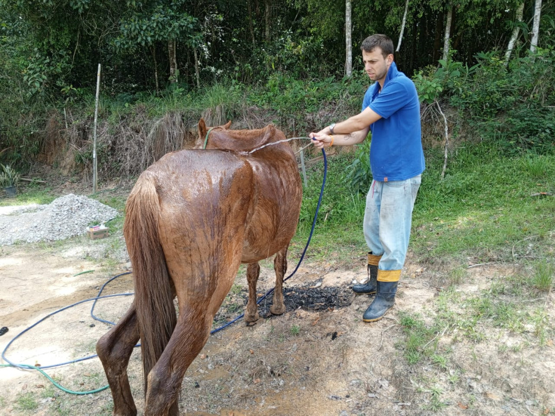 Ataque feroz das abelhas africanizadas