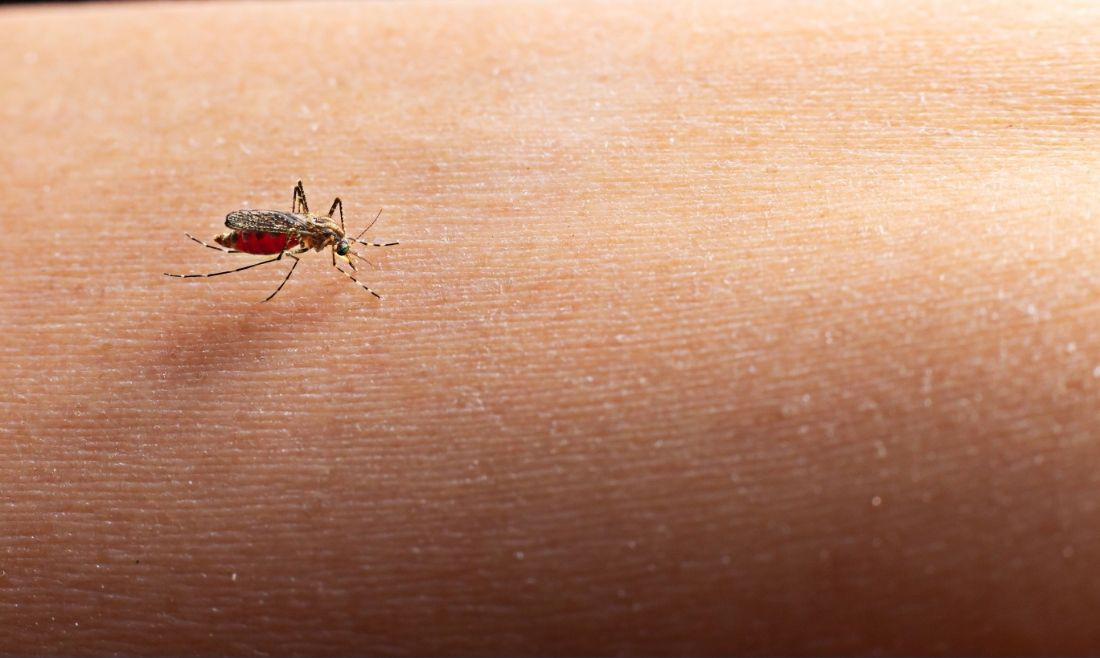 Blumenau lidera o triste ranking com 11,47% dos óbitos por conta da dengue no estado de SC