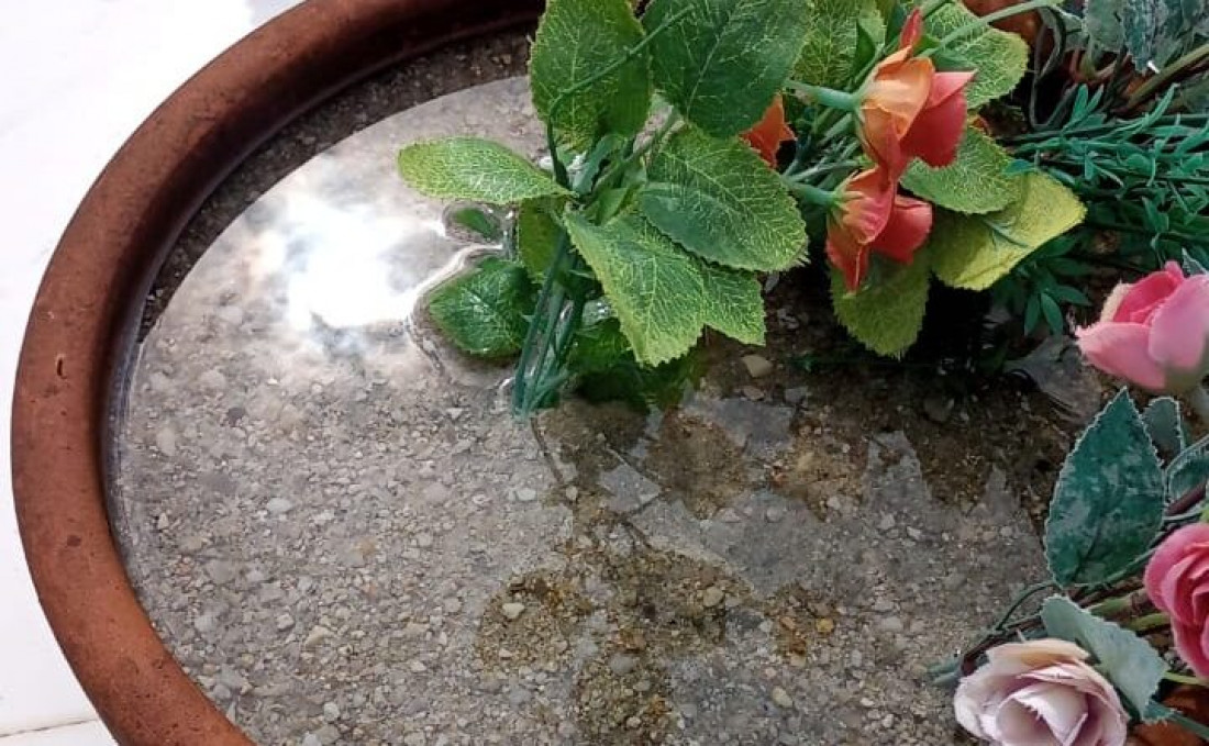 Vistoria eliminou cerca de 400 potenciais criadouros do Aedes aegypti