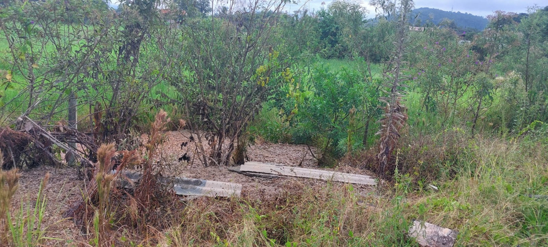 Carga de peixes foi despejada na tarde de sexta-feira,24