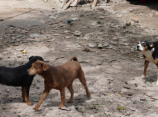 Mais de 50 animais foram encaminhados para adoção