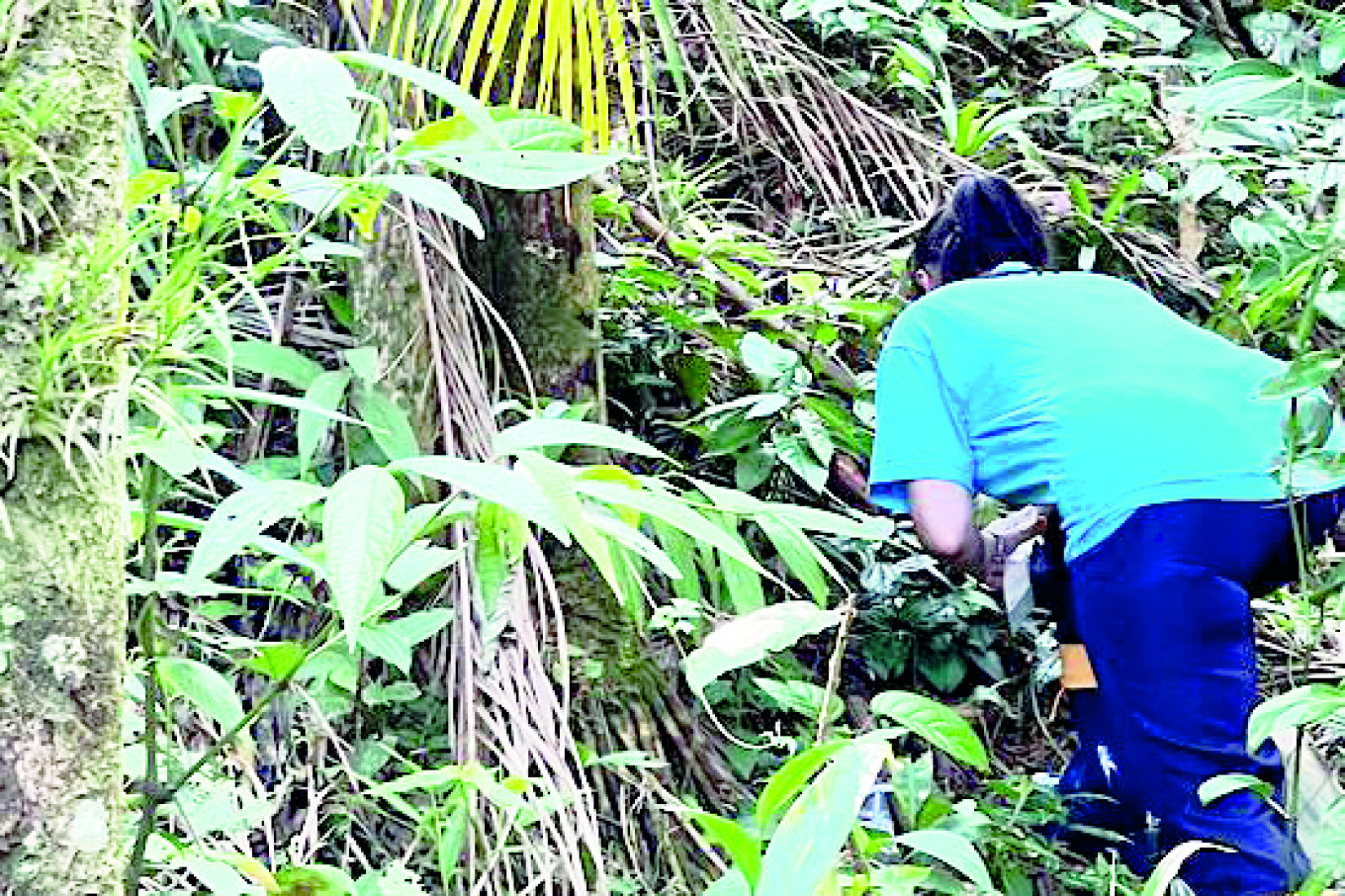 Na Mata Atlântica são encontradas soluções para a agricultura e a saúde