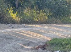 Pedras ficaram espalhadas por um trecho da via