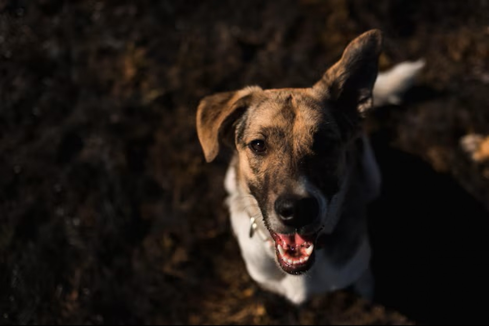 Matança de animais na cidade vem sendo investigada