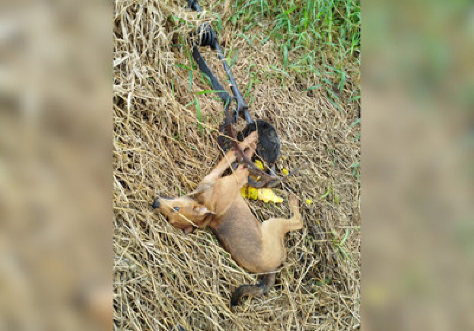 O animal foi resgatado com vida pelo Corpo de Bombeiros e encaminhado para atendimento veterinário