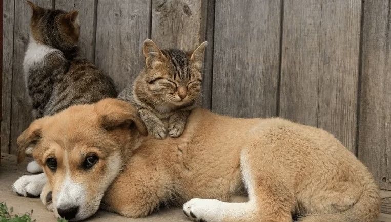 Animais doentes eram levados para a secretaria e sacrificados sem que houvesse tratamento