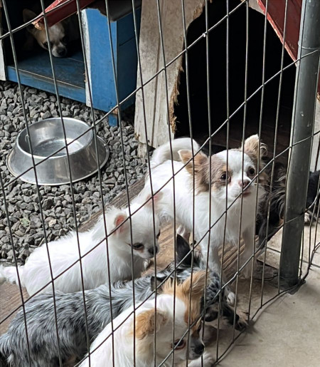 Todos os animais foram encaminhados ao CEPREAD