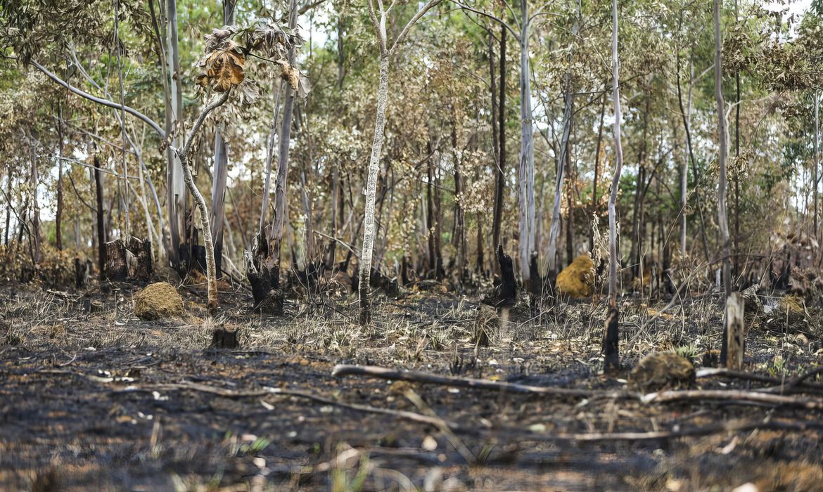 Ano de 2025 é quinto com maior área atingida por queimadas até agosto