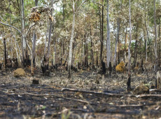 Ano de 2025 é quinto com maior área atingida por queimadas até agosto