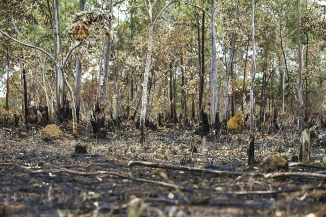 Ano de 2025 é quinto com maior área atingida por queimadas até agosto