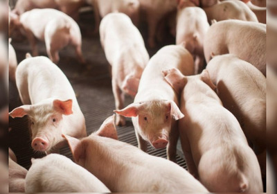 Para o governo e especialistas, os resultados mostram a força do agronegócio catarinense