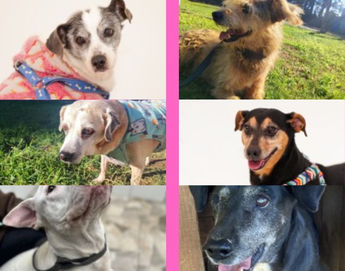 Dia do Cão Idoso: conheça pets do Cepread para se apaixonar e adotar
