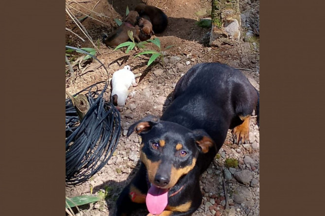 Bem-Estar Animal resgata cachorra e seis filhotes abandonados em Gaspar
