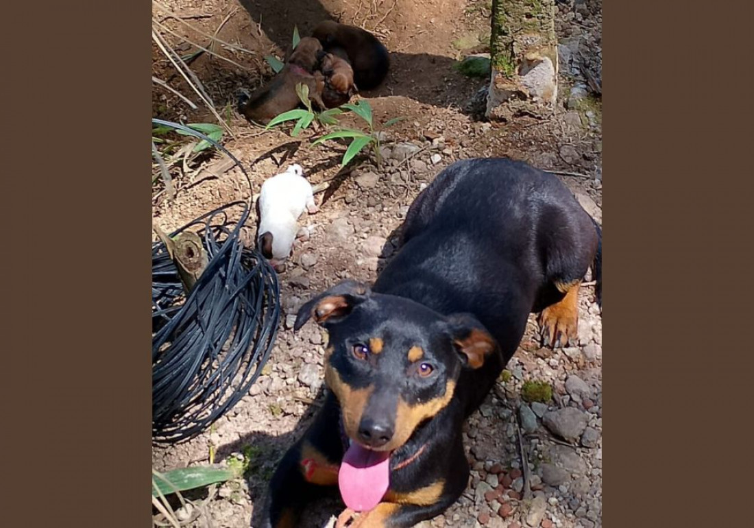 Bem-Estar Animal resgata cachorra e seis filhotes abandonados em Gaspar