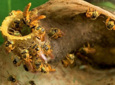 O curso oferece 14 vagas e será realizado nos dias 25 e 26 de novembro, das 8h às 17h