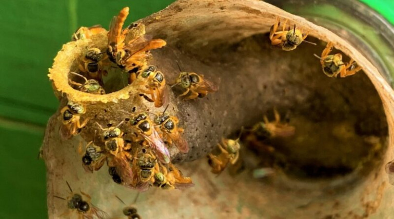 O curso oferece 14 vagas e será realizado nos dias 25 e 26 de novembro, das 8h às 17h