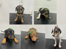 Os animais foram encontrados abandonados dentro de uma caixa de madeira