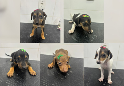 Os animais foram encontrados abandonados dentro de uma caixa de madeira