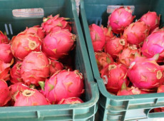 Inscrições para o 1º Encontro de Fruticultura encerram nesta sexta-feira (14)
