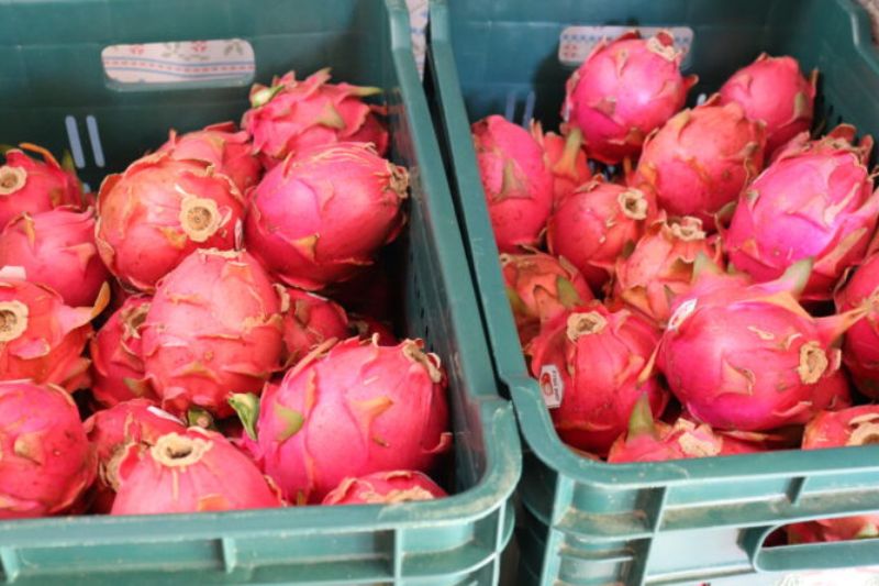 Inscrições para o 1º Encontro de Fruticultura encerram nesta sexta-feira (14)
