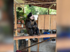 O animal era mantido em um pequeno recinto, sem água ou alimento