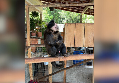 O animal era mantido em um pequeno recinto, sem água ou alimento