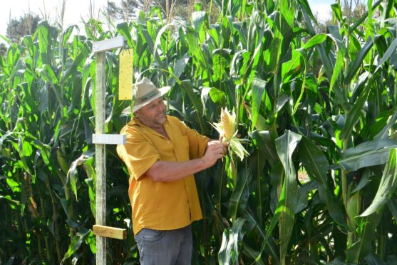 Monitora Milho SC indica infestação controlada de cigarrinhas-do-milho na safra 2025/26
