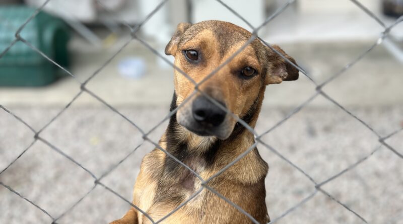 Diretoria de Bem-Estar Animal reforça orientações após quase mil demandas em 2025
