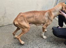 Os animais estava desnutridos e com feridas no corpo