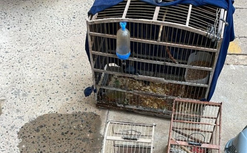 Um grande quantidade p&aacute;ssaros silvestres foram localizados na resid&ecirc;ncia