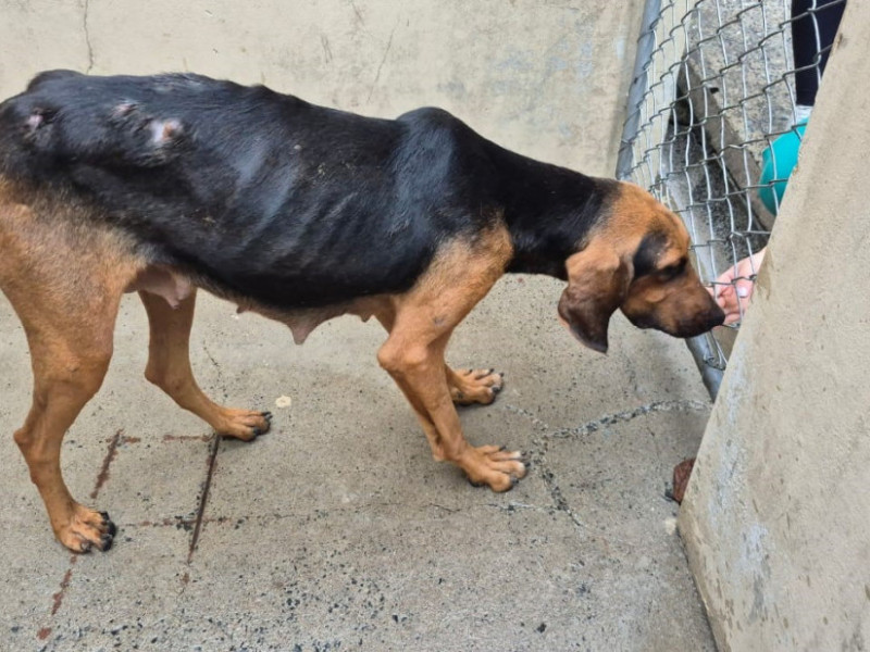 O suspeita ir&aacute; responder pelo crime de maus-tratos, abandono e posse de armas