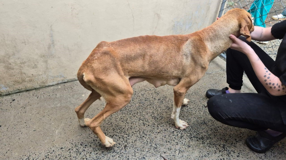 Os animais estava desnutridos e com feridas no corpo