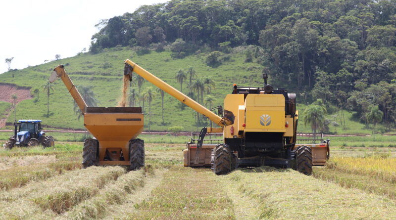 Município planta aproximadamente 2.700 hectares por safra