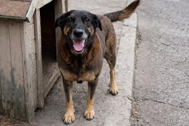 Para a Pol&iacute;cia, "Orelha" foi atacado por apenas um adolescente